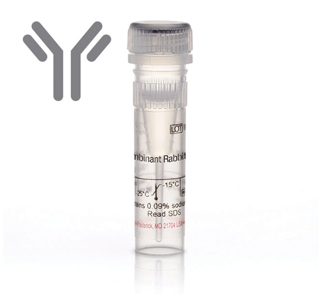 Candida albicans Antibody (A97H) 100μg Primary Antibodies Cam to Car