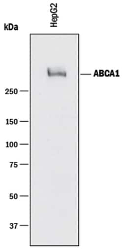 Human ABCA1 Antibody, R D Systems 25&mu;g; Unlabeled:Antibodies, Monoclonal