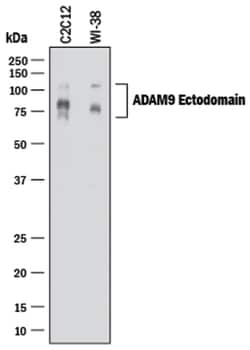 Human/Mouse ADAM9 Ectodomain Antibody, R D Systems 100 &mu;g | Buy Online | R&D Systems | Fisher Scientific