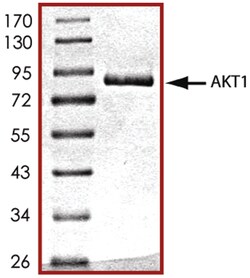 R D Systems Recombinant Human Active Akt1 Protein 10 &mu;g | Buy Online | R&amp;D Systems&trade; | Fisher Scientific