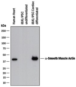 Human/Mouse/Rat alpha-Smooth Muscle Actin Antibody, R D Systems 25&mu;g;