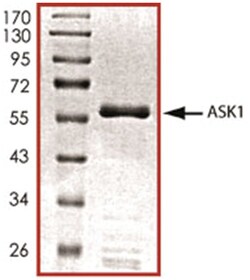 R D Systems Recombinant Human Active ASK1 (aa 649-946) Protein, CF 10 &mu;g | Buy Online | R&amp;D Systems&trade; | Fisher Scientific