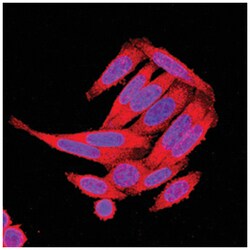 Human Axin-2 Antibody, R D Systems 100ug; Unlabeled:Antibodies, Monoclonal