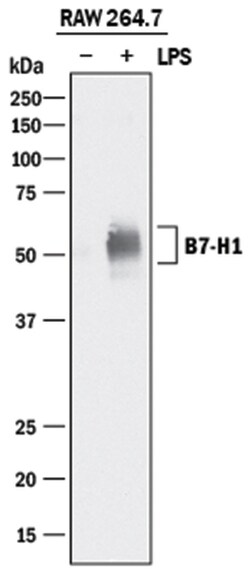 Mouse PD-L1/B7-H1 Antibody, R D Systems 25&mu;g; Unlabeled:Antibodies,
