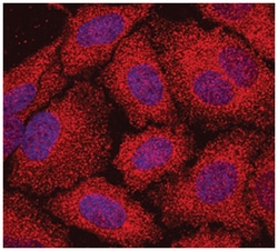Human beta-Actin Antibody, R D Systems 25 &mu;g; Unlabeled:Antibodies