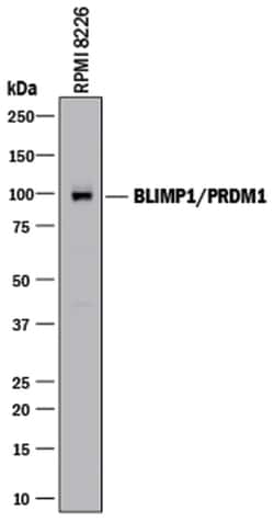 Human/Mouse BLIMP1/PRDM1 Antibody, R D Systems 100&mu;g; Unlabeled:Antibodies,