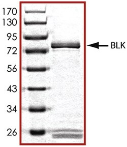 R D Systems Recombinant Human Active Blk Protein, CF 10 &mu;g | Buy Online | R&amp;D Systems&trade; | Fisher Scientific