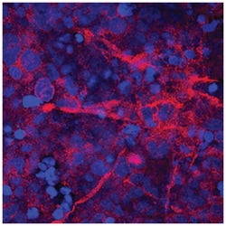 Human Cadherin-12 Antibody, R D Systems 100ug; Unlabeled:Antibodies, Monoclonal