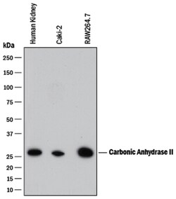 Human/Mouse Carbonic Anhydrase II/CA2 Antibody, R D Systems 100ug; Unlabeled:Antibodies,