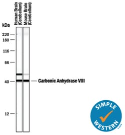 Human/Mouse Carbonic Anhydrase VIII/CA8 Antibody, R D Systems 100&mu;g;