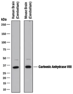 Human/Mouse Carbonic Anhydrase VIII/CA8 Antibody, R D Systems 100&mu;g;