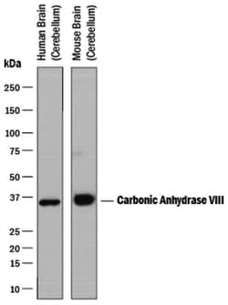 Human/Mouse Carbonic Anhydrase VIII/CA8 Antibody, R D Systems 100ug; Unlabeled:Antibodies,