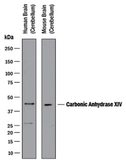 Human/Mouse Carbonic Anhydrase XIV/CA14 Antibody, R D Systems 25&mu;g;