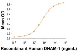 R&D Systems&trade;&nbsp;Recombinant Human CD155/PVR Fc Chimera Protein