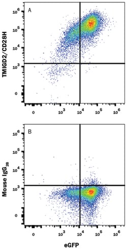 Human TMIGD2/CD28H Antibody, R D Systems 100&mu;g; Unlabeled:Antibodies,