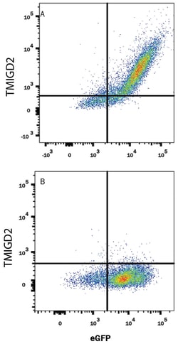 Human TMIGD2/CD28H Antibody, R D Systems:Antibodies:Primary Antibodies