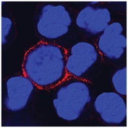 Human CD300f/LMIR3 Antibody, R D Systems 25 &mu;g | Buy Online | R&D Systems | Fisher Scientific