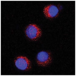 Human CD36/SR-B3 Antibody, R D Systems 100&mu;g; Unlabeled:Antibodies,