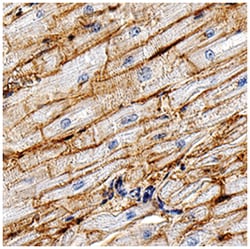 Human CD36/SR-B3 Antibody, R D Systems 100&mu;g; Unlabeled:Antibodies,