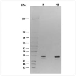 R&D Systems&trade;&nbsp;Recombinant Rat CD40 Ligand/TNFSF5 (HA-tag) Protein