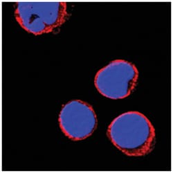 Human CD69 Antibody, R D Systems 25&mu;g; Unlabeled:Antibodies, Monoclonal