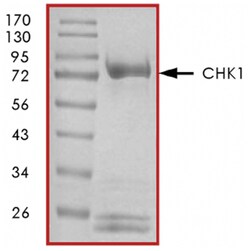 R D Systems Recombinant Human Active Chk1 Protein 10ug, Carrier Free | Buy Online | R&amp;D Systems&trade; | Fisher Scientific
