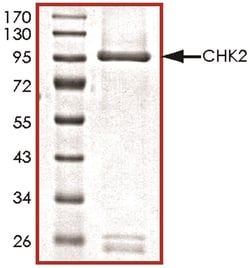 R D Systems Recombinant Human Active Chk2 Protein 10ug, Carrier Free | Buy Online | R&amp;D Systems&trade; | Fisher Scientific