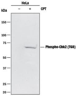 Human Phospho-Chk2 (T68) Antibody, R D Systems:Antibodies:Primary Antibodies