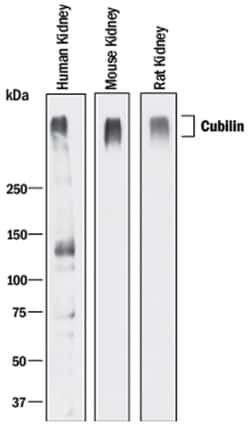 Human/Mouse/Rat Cubilin Antibody, R D Systems 100&mu;g; Unlabeled:Antibodies,