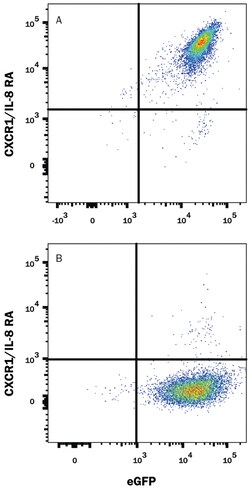 Mouse CXCR1/IL-8RA PE-conjugated Antibody, R D Systems 100 Tests; PE:Antibodies,