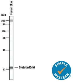 Human Cystatin E/M Antibody, R D Systems 100&mu;g; Unlabeled:Antibodies,