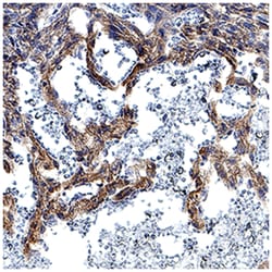 Human/Mouse DLL4 Antibody, R D Systems 500ug; Unlabeled:Antibodies, Monoclonal