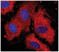 Human DSPG3 Antibody, R D Systems 100ug; Unlabeled:Antibodies, Monoclonal