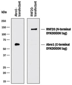 DYKDDDDK Epitope Tag Horseradish Peroxidase-conjugated Antibody, R D Systems