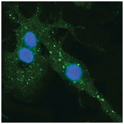 Human/Mouse/Rat EEA1 Alexa Fluor 488-conjugated Antibody, R D Systems 100