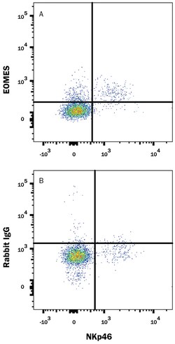 Mouse EOMES Alexa Fluor 488-conjugated Antibody, R D Systems 25 Tests;