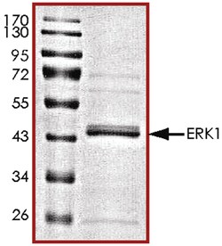R D Systems Recombinant Human Active ERK1 Protein 10 &mu;g | Buy Online | R&amp;D Systems&trade; | Fisher Scientific