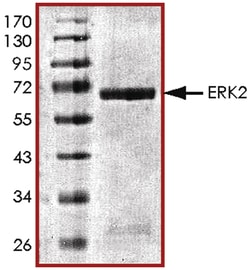 R D Systems Recombinant Human Active ERK2 Protein 10 &mu;g | Buy Online | R&amp;D Systems&trade; | Fisher Scientific