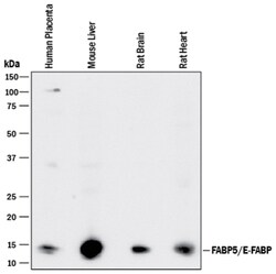 Human/Mouse/Rat FABP5/E-FABP Antibody, R D Systems 25&mu;g; Unlabeled:Antibodies,