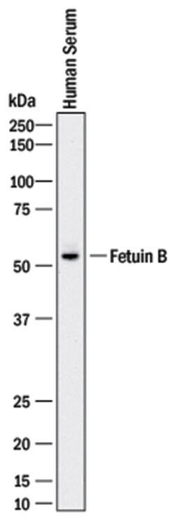 Human Fetuin B Antibody, R D Systems 25&mu;g; Unlabeled:Antibodies, Monoclonal