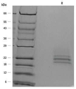 R D Systems ProDots Human Flt-3 Ligand Recombinant Protein 50 &mu;g | Buy Online | R&amp;D Systems&trade; | Fisher Scientific