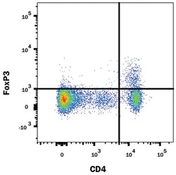 Human/Mouse/Rat FoxP3 PE-conjugated Antibody, R D Systems:Antibodies:Primary