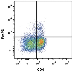 Human/Mouse/Rat FoxP3 Antibody, R D Systems 25&mu;g; Unlabeled:Antibodies,