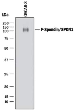 Human F-Spondin/SPON1 Antibody, R D Systems 25&mu;g; Unlabeled:Antibodies,