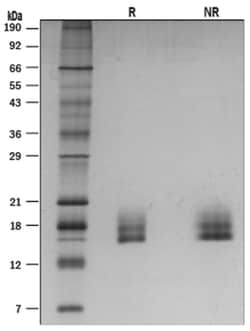R D Systems Recombinant Mouse GDF-3 Protein 10&mu;g | Buy Online | R&amp;D Systems&trade; | Fisher Scientific
