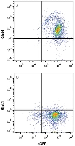 Human Glut4 Alexa Fluor 647-conjugated Antibody, R D Systems 25 Tests;