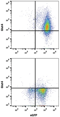 Human Glut4 Antibody, R D Systems 100μg; Unlabeled:Antibodies, Monoclonal