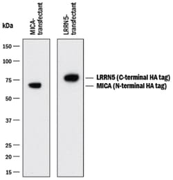 HA Tag Horseradish Peroxidase-conjugated Antibody, R D Systems 0.5mL; HRP:Antibodies,