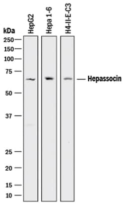 Human/Mouse/Rat Hepassocin/FGL1 Antibody, R D Systems 25&mu;g; Unlabeled:Antibodies,
