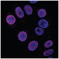 Human HES-1 Antibody, R D Systems 25&mu;g; Unlabeled:Antibodies, Monoclonal